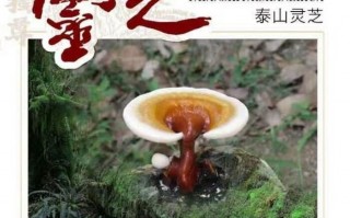 灵芝孢子粉怎么吃正确