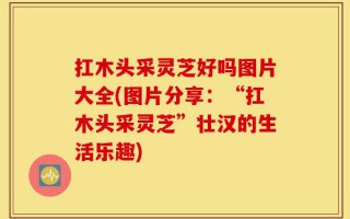 扛木头采灵芝好吗图片大全(图片分享：“扛木头采灵芝”壮汉的生活乐趣)