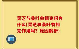 灵芝与桑叶会相克吗为什么(灵芝和桑叶有相克作用吗？原因解析)