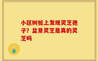 小区树桩上发现灵芝孢子？盆景灵芝是真的灵芝吗
