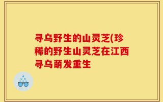 寻乌野生的山灵芝(珍稀的野生山灵芝在江西寻乌萌发重生