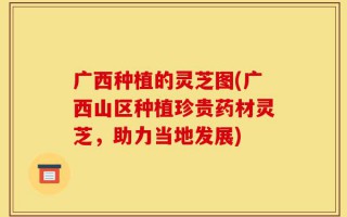 广西种植的灵芝图(广西山区种植珍贵药材灵芝，助力当地发展)