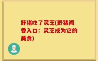 野猪吃了灵芝(野猪闻香入口：灵芝成为它的美食)
