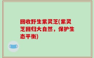 回收野生紫灵芝(紫灵芝回归大自然，保护生态平衡)