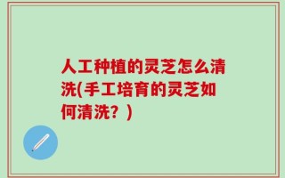 人工种植的灵芝怎么清洗(手工培育的灵芝如何清洗？)