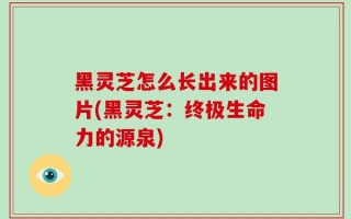 黑灵芝怎么长出来的图片(黑灵芝：终极生命力的源泉)