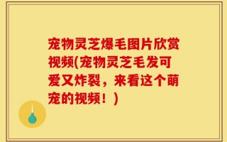 宠物灵芝爆毛图片欣赏视频(宠物灵芝毛发可爱又炸裂，来看这个萌宠的视频！)
