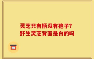 灵芝只有柄没有孢子？野生灵芝背面是白的吗