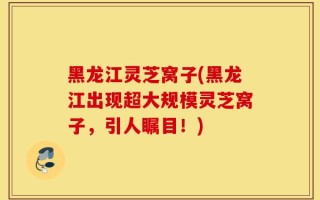 黑龙江灵芝窝子(黑龙江出现超大规模灵芝窝子，引人瞩目！)