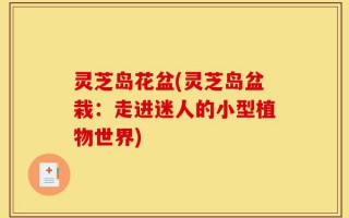 灵芝岛花盆(灵芝岛盆栽：走进迷人的小型植物世界)