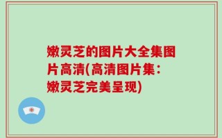 嫩灵芝的图片大全集图片高清(高清图片集：嫩灵芝完美呈现)