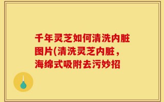 千年灵芝如何清洗内脏图片(清洗灵芝内脏，海绵式吸附去污妙招