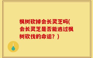 枫树砍掉会长灵芝吗(会长灵芝是否能逃过枫树砍伐的命运？)