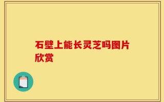 石壁上能长灵芝吗图片欣赏