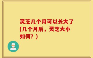 灵芝几个月可以长大了(几个月后，灵芝大小如何？)