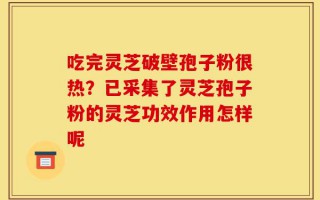 吃完灵芝破壁孢子粉很热？已采集了灵芝孢子粉的灵芝功效作用怎样呢