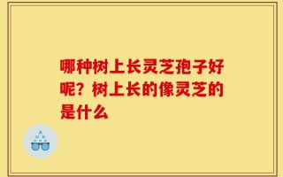 哪种树上长灵芝孢子好呢？树上长的像灵芝的是什么