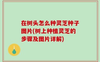 在树头怎么种灵芝种子图片(树上种植灵芝的步骤及图片详解)