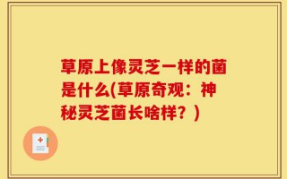 草原上像灵芝一样的菌是什么(草原奇观：神秘灵芝菌长啥样？)