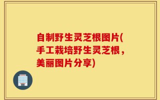 自制野生灵芝根图片(手工栽培野生灵芝根，美丽图片分享)