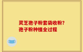 灵芝孢子粉套袋收粉？孢子粉种植全过程
