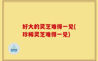 好大的灵芝难得一见(珍稀灵芝难得一见)