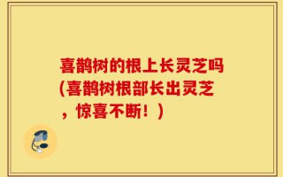 喜鹊树的根上长灵芝吗(喜鹊树根部长出灵芝，惊喜不断！)