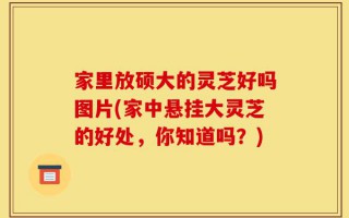 家里放硕大的灵芝好吗图片(家中悬挂大灵芝的好处，你知道吗？)