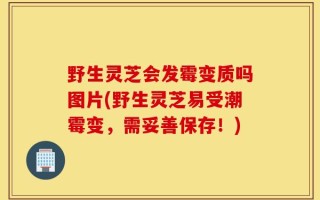 野生灵芝会发霉变质吗图片(野生灵芝易受潮霉变，需妥善保存！)