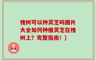 槐树可以种灵芝吗图片大全如何种植灵芝在槐树上？完整指南！)