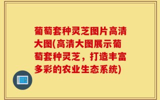 葡萄套种灵芝图片高清大图(高清大图展示葡萄套种灵芝，打造丰富多彩的农业生态系统)