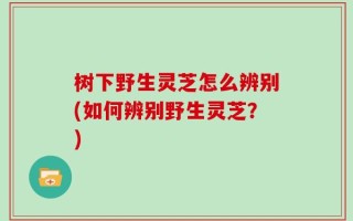 树下野生灵芝怎么辨别(如何辨别野生灵芝？)