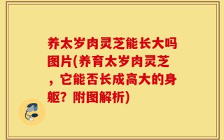 养太岁肉灵芝能长大吗图片(养育太岁肉灵芝，它能否长成高大的身躯？附图解析)