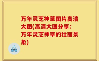 万年灵芝神草图片高清大图(高清大图分享：万年灵芝神草的壮丽景象)