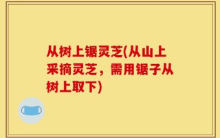 从树上锯灵芝(从山上采摘灵芝，需用锯子从树上取下)