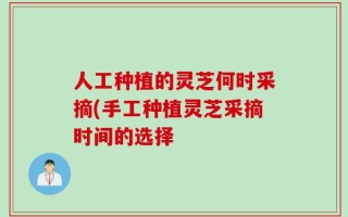 人工种植的灵芝何时采摘(手工种植灵芝采摘时间的选择