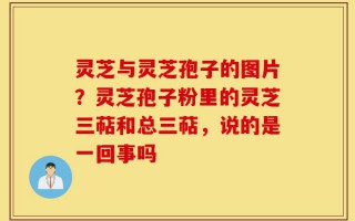 灵芝与灵芝孢子的图片？灵芝孢子粉里的灵芝三萜和总三萜，说的是一回事吗