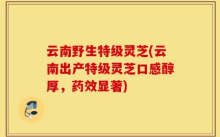 云南野生特级灵芝(云南出产特级灵芝口感醇厚，药效显著)