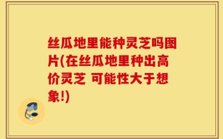 丝瓜地里能种灵芝吗图片(在丝瓜地里种出高价灵芝 可能性大于想象!)