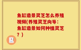 鱼缸造景灵芝怎么养殖视频(养殖灵芝向导：鱼缸造景如何种植灵芝？)