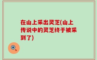 在山上采出灵芝(山上传说中的灵芝终于被采到了)