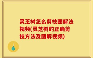 灵芝树怎么剪枝图解法视频(灵芝树的正确剪枝方法及图解视频)