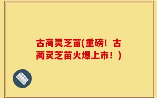 古蔺灵芝苗(重磅！古蔺灵芝苗火爆上市！)