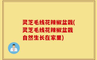 灵芝毛线花辣椒盆栽(灵芝毛线花辣椒盆栽 自然生长在家里)