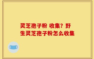 灵芝孢子粉 收集？野生灵芝孢子粉怎么收集