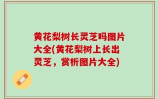 黄花梨树长灵芝吗图片大全(黄花梨树上长出灵芝，赏析图片大全)