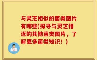 与灵芝相似的菌类图片有哪些(探寻与灵芝相近的其他菌类图片，了解更多菌类知识！)
