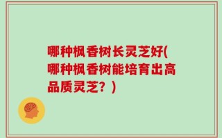 哪种枫香树长灵芝好(哪种枫香树能培育出高品质灵芝？)