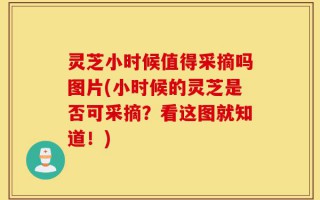 灵芝小时候值得采摘吗图片(小时候的灵芝是否可采摘？看这图就知道！)
