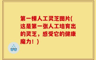 第一棵人工灵芝图片(这是第一张人工培育出的灵芝，感受它的健康魔力！)